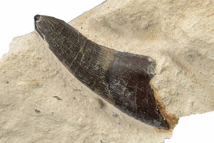 Fossil Plesiosaur (Libonectes) Tooth - Asfla, Morocco #252338